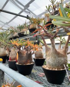 where to buy caudex plants