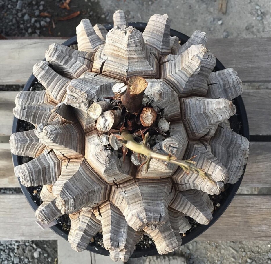 Dioscorea Elephantipes