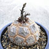 dioscorea elephantipes