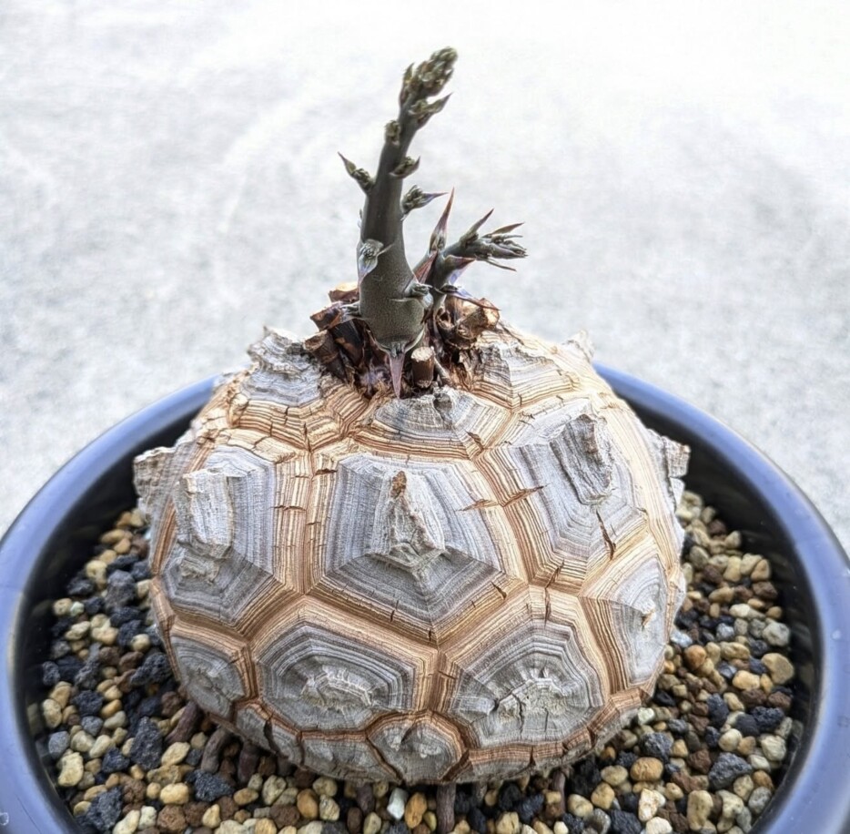 dioscorea elephantipes