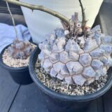 dioscorea elephantipes
