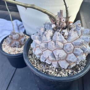 dioscorea elephantipes