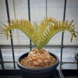 encephalartos horridus