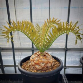 encephalartos horridus