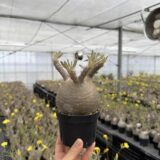 pachypodium gracilius