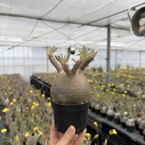 pachypodium gracilius