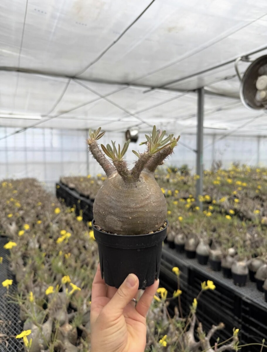 pachypodium gracilius