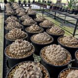 dioscorea elepantipes