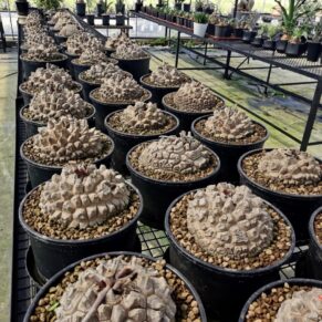 dioscorea elepantipes
