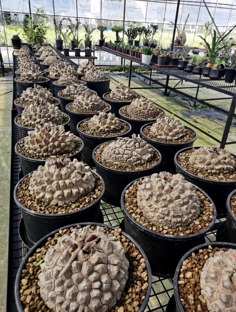 dioscorea elepantipes