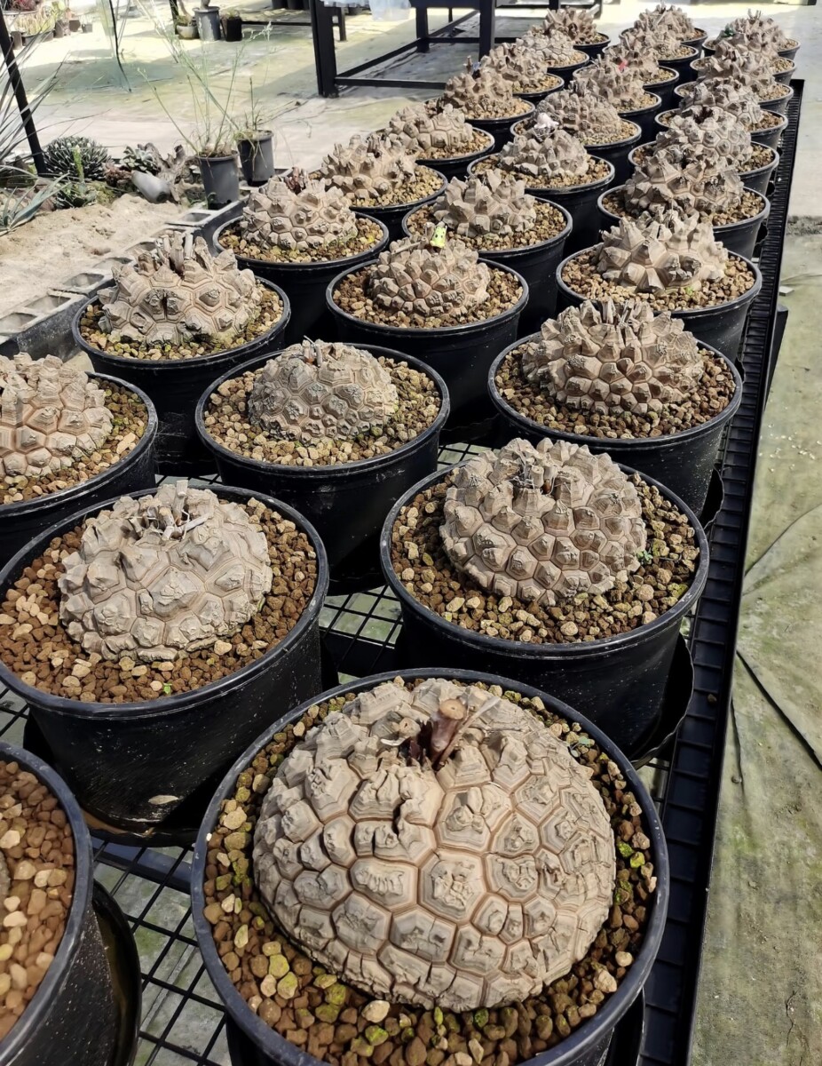 dioscorea elepantipes