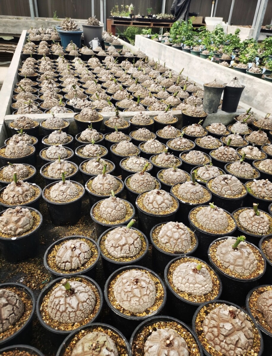 dioscorea elephantipes