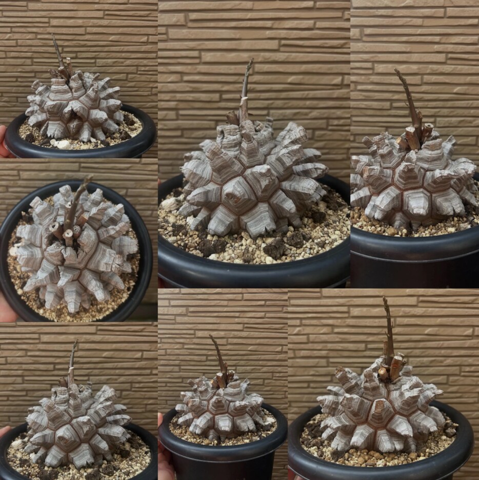 dioscorea elephantipes