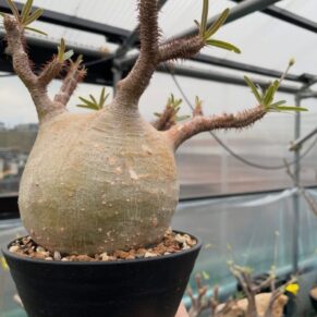 pachypodium gracilius