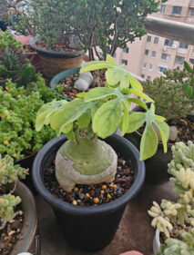 adenia pechuelii for sale