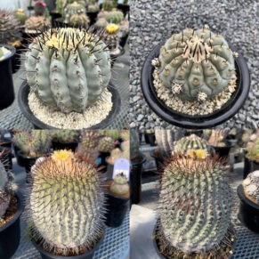 copiapoa cinerea