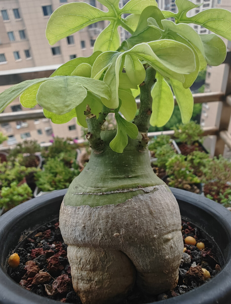 affordable adenia pechuelii for sale #1caudex