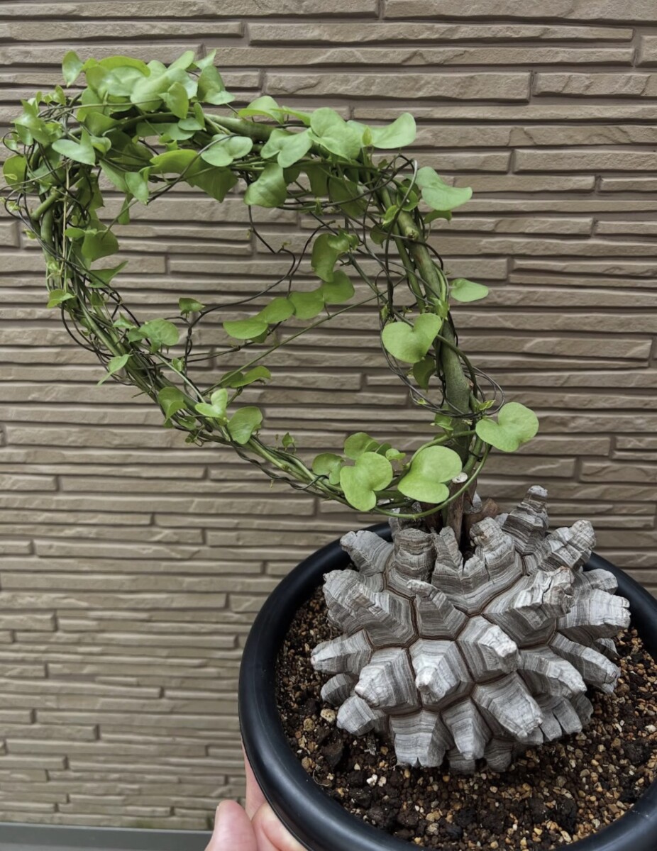 operculicarya pachypus