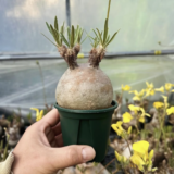 pachypodium gracilius