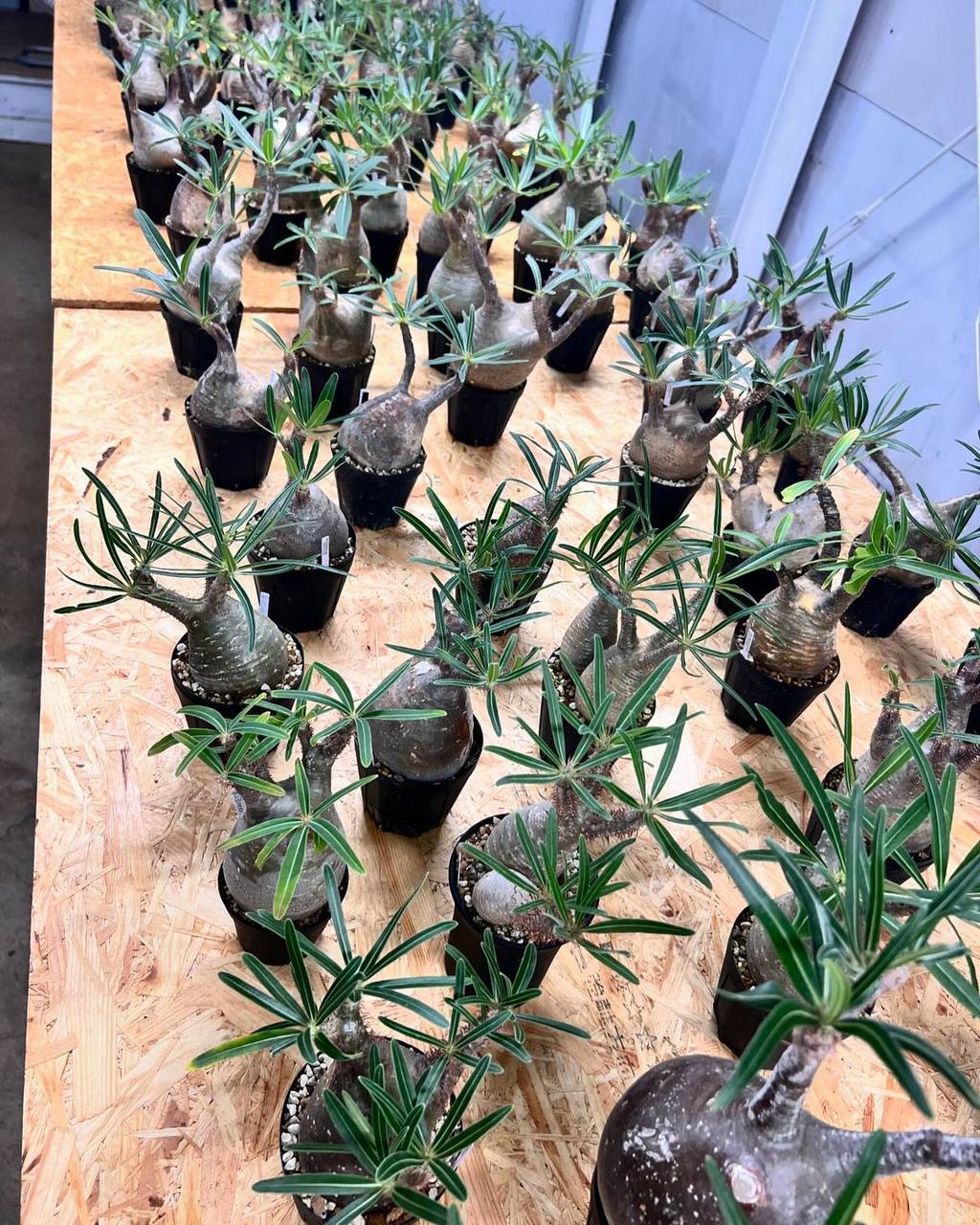 pachypodium gracilius
