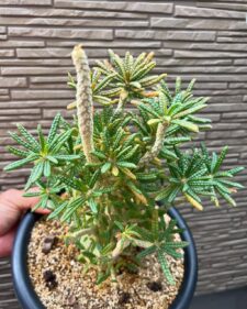 Dorstenia gigas 