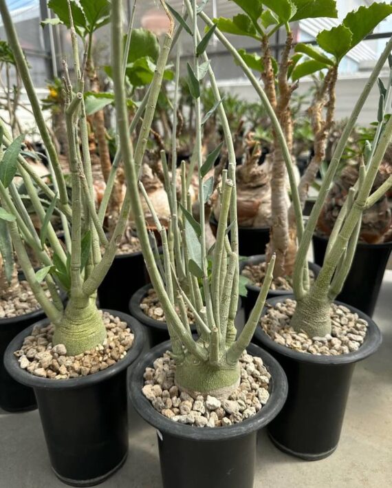 adenia pechuelii