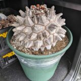 Dioscorea elephantipes