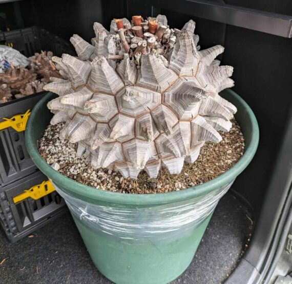 Dioscorea elephantipes