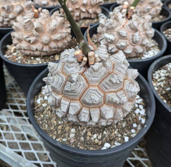 Dioscorea elephantipes