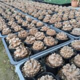 Dioscorea elephantipes