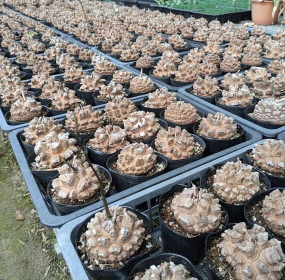 Dioscorea elephantipes