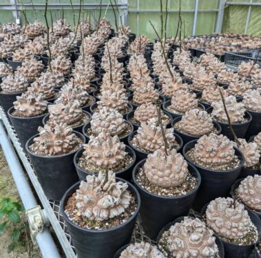 How to grow caudex plants