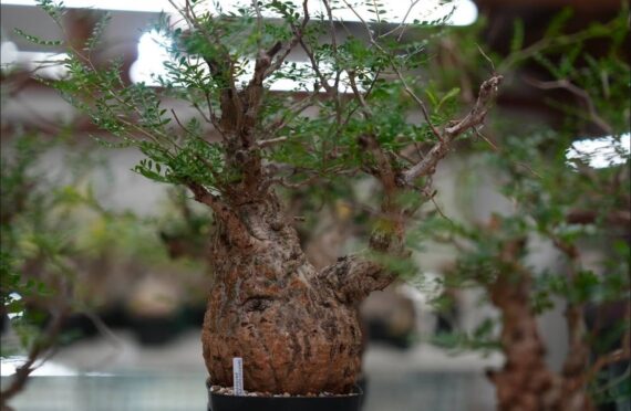 operculicarya pachypus