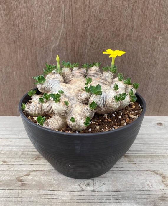 what are caudex plants