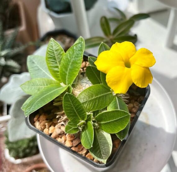 pachypodium brevicaule