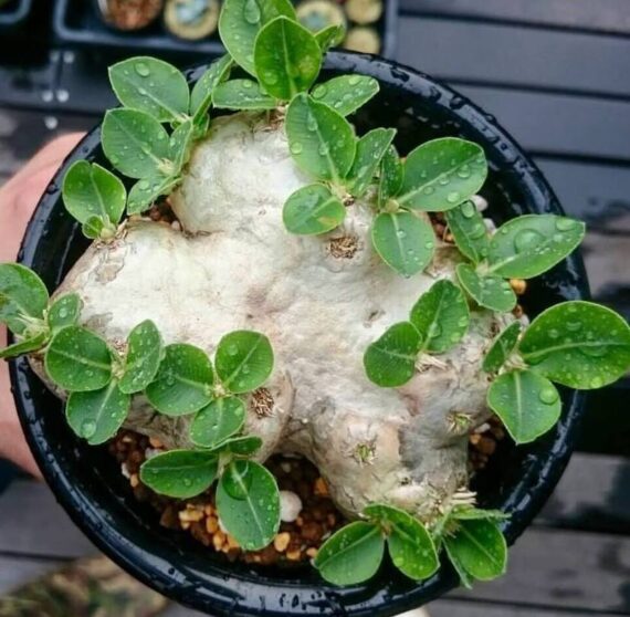 pachypodium brevicaule