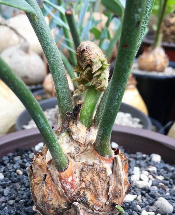 encephalartos latifrons