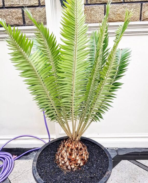 encephalartos heenanii