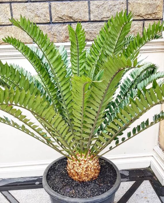 encephalartos heenanii