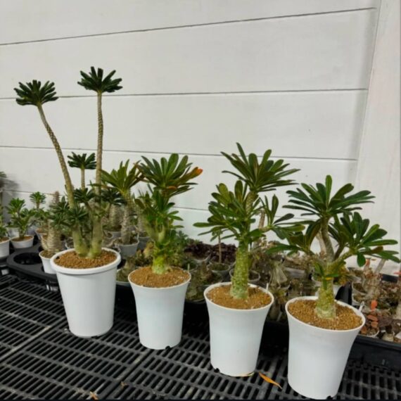 dorstenia gigas