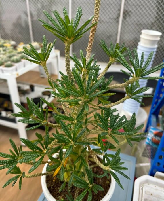 dorstenia gigas