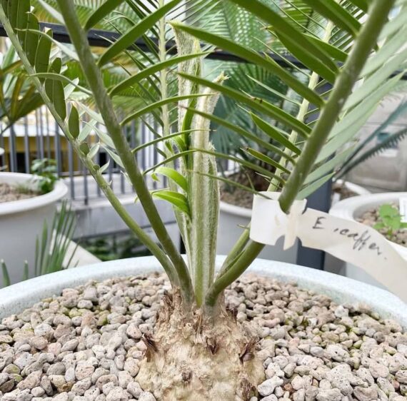 encephalartos caffer