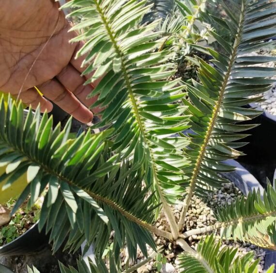 encephalartos caffer