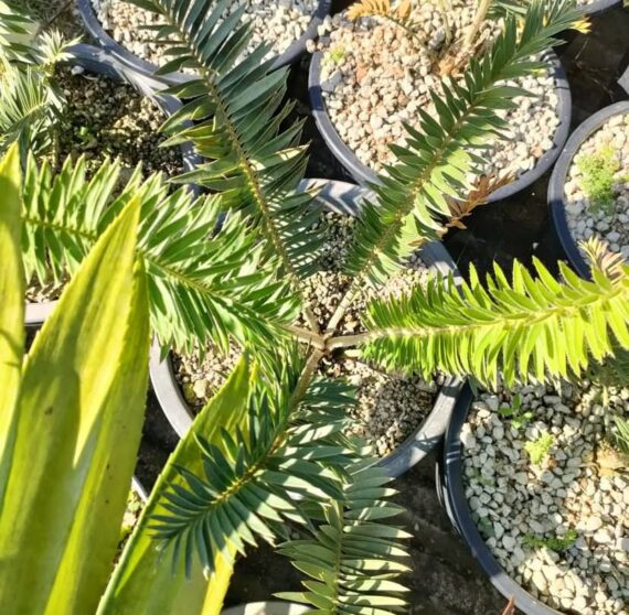encephalartos caffer