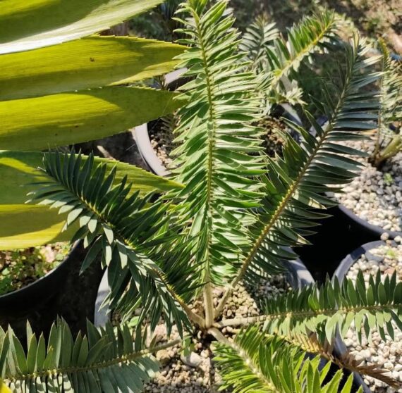 encephalartos caffer