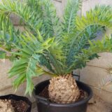 encephalartos arenarius