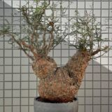 operculicarya pachypus