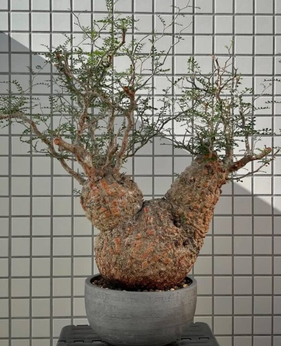 operculicarya pachypus