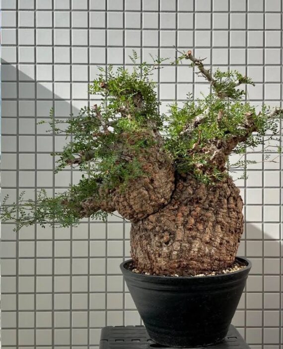 operculicarya pachypus