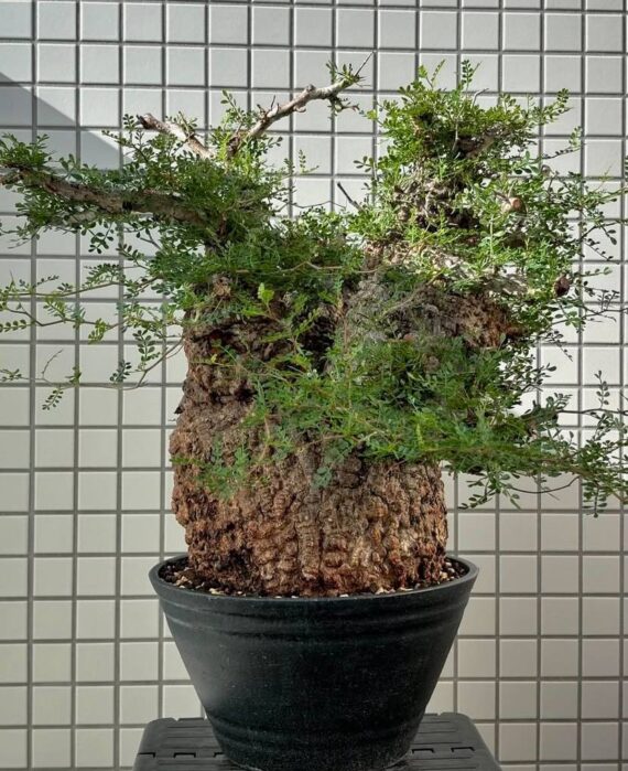operculicarya pachypus